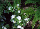 adiantum-pedatum-and-impatiens-fiesta-ole-frost
