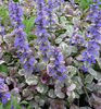 ajuga-burgundy-glow-1367-p