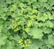 alchemilla-mollis-am gasit