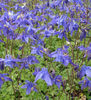 aquilegia-alpina-55-p