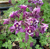 aquilegia-winky-purple-and-white-1384-p