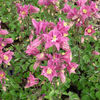 aquilegia-winky-rose-rose-1386-p