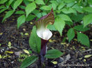 Arisaema-sikokianum-woodland-flower
