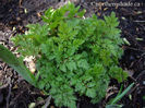 Aruncus-aethusifolius-new-leaves