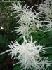 aruncus-dioicus-flowers-in-june