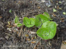 Asarum-europaeum-emerging-foliage
