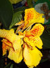11 octombrie 2013-flori 054