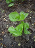 asarum-europaeum-may-16-shiny-leaves