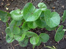 asarum-europaeum-shiny-foliage-may-25