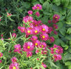 aster-andenken-an-alma-potschke-378-p