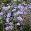 aster-frik-monch-[2]-1388-p
