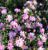 aster-rosenwichtel-1389-p