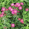 aster-winston-churchill-430-p