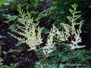 Astilbe-arendsii-Diamant-new-buds-2