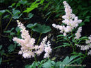 Astilbe-Europa-pink-fluffy-flowers-2
