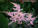 Astilbe-simplicifolia-Hennie-Graafland-closeup