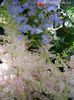 astilbe-younique-silvery-pink-with-blue-lobelia