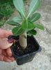 adenium 10 lei epuizat