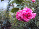 DSC00598