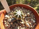 Aztekium hintonii