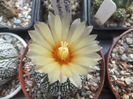 Astrophytum asterias cv.superkabuto