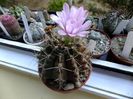 Gymnocalycium