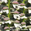 acanthus_mollis_flowers_pop-up