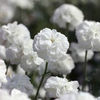 achillea_noblessa_p3_22