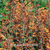 agastache_apricot_sprite_pop-up