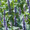 agastache_astello_indigo_pop-up