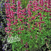 agastache_pink_pop_pop-up