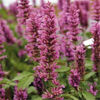 agastache_rose_mint_pop-up