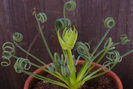 albuca-spiralis1
