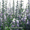 alcea_pallida_pop-up
