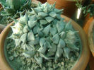 ariocarpus-retusus-plant