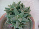 ariocarpus-trigonus