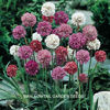 armeria_formosa_hybrids_3
