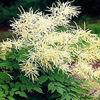 aruncus_goats_beard_pop-up