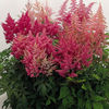 astilbe_bella_3