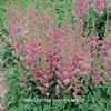 astilbe_chinensis_pumila_3