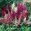 astilbe_showstar_3
