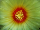 Astrophytum-Senile-Flower