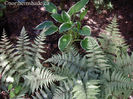 Athyrium-Ghost-fern-and-Hosta-Francee-under-conifers