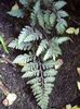 athyrium-niponicum-pictum-few-fronds