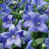 balloon_flower_astra_blue_pop-up