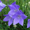 balloon_flower_fuji_blue_pop-up