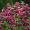 bee-balm-bergamo-monarda-perennial-flower-seeds-pop-up