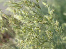 Blue_Oat_Grass_CU,_Helictotrichon_sempervirens_May_2005