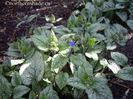 Brunnera-macrophylla-Jack-Frost-leaves-and-buds