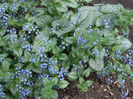 brunnera-macrophylla-jack-frost-silver-leaves